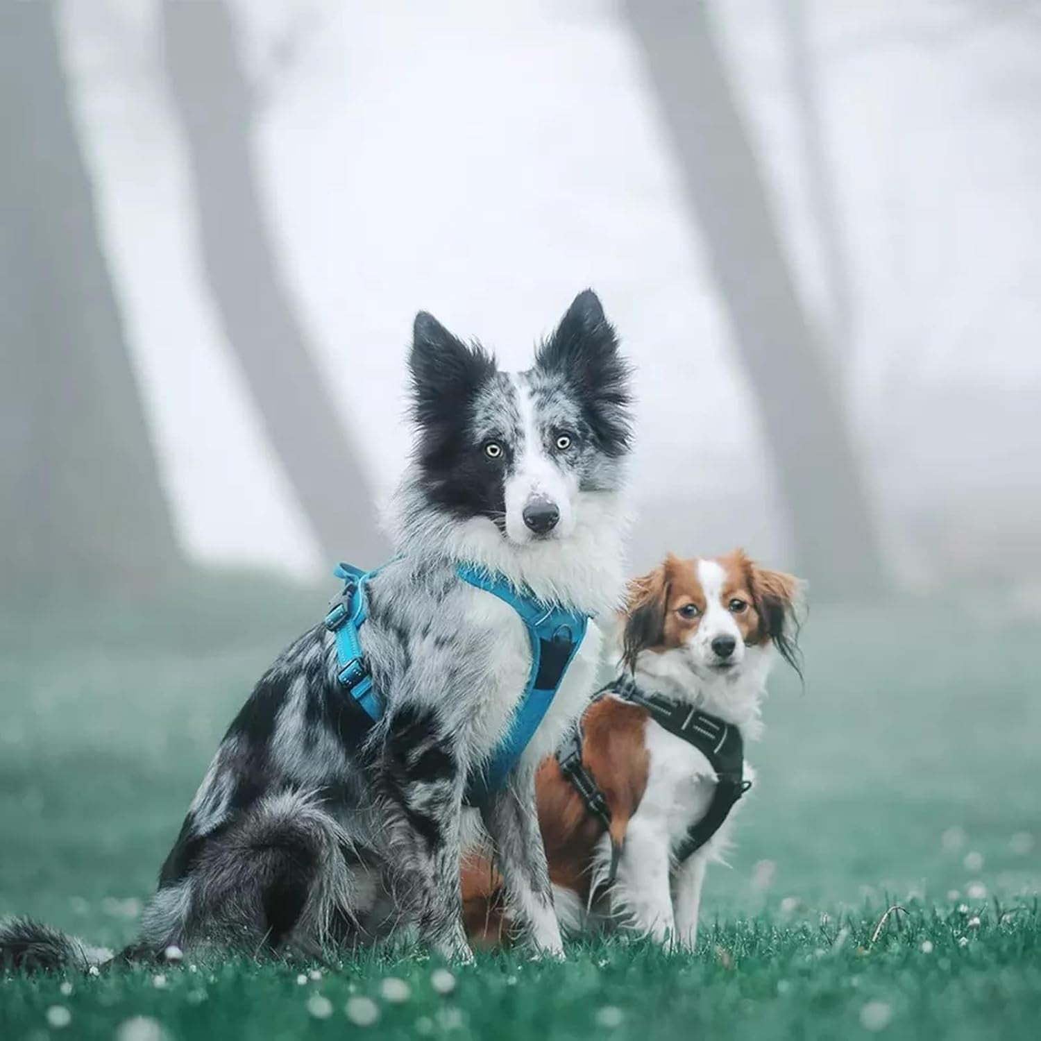 Adjustable No-Pull Dog Harness Reflective Pup Vest Harnesses Comfortable Control Brilliant Colors Tlh5651(Blue,Xs)